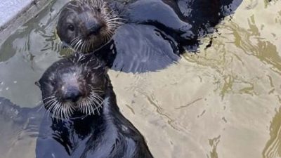 Two southern sea otters float side by side at the surface of a pool, both looking up toward the camera.