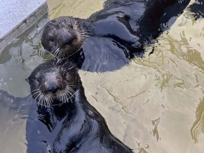 Two southern sea otters float side by side at the surface of a pool, both looking up toward the camera.