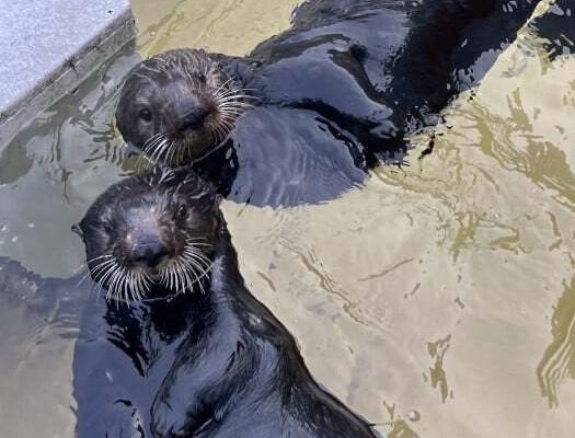 Two southern sea otters float side by side at the surface of a pool, both looking up toward the camera.