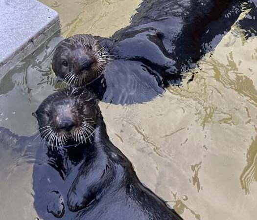 Two southern sea otters float side by side at the surface of a pool, both looking up toward the camera.