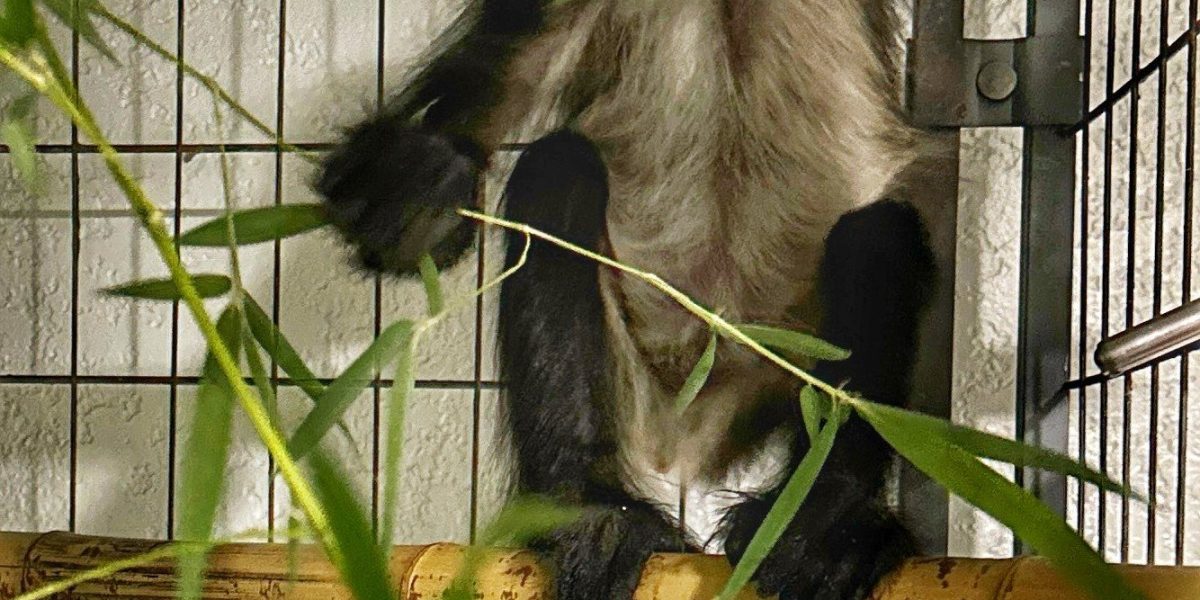 A young spider monkey with pale eye rings sits on a bamboo perch holding a leafy branch, its tail curled above it.