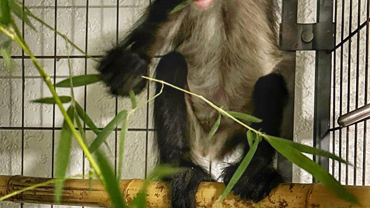 A young spider monkey with pale eye rings sits on a bamboo perch holding a leafy branch, its tail curled above it.