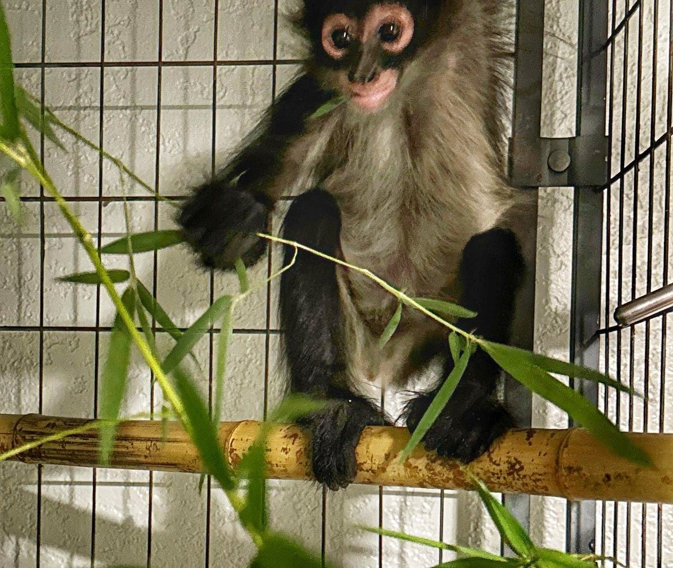 A young spider monkey with pale eye rings sits on a bamboo perch holding a leafy branch, its tail curled above it.