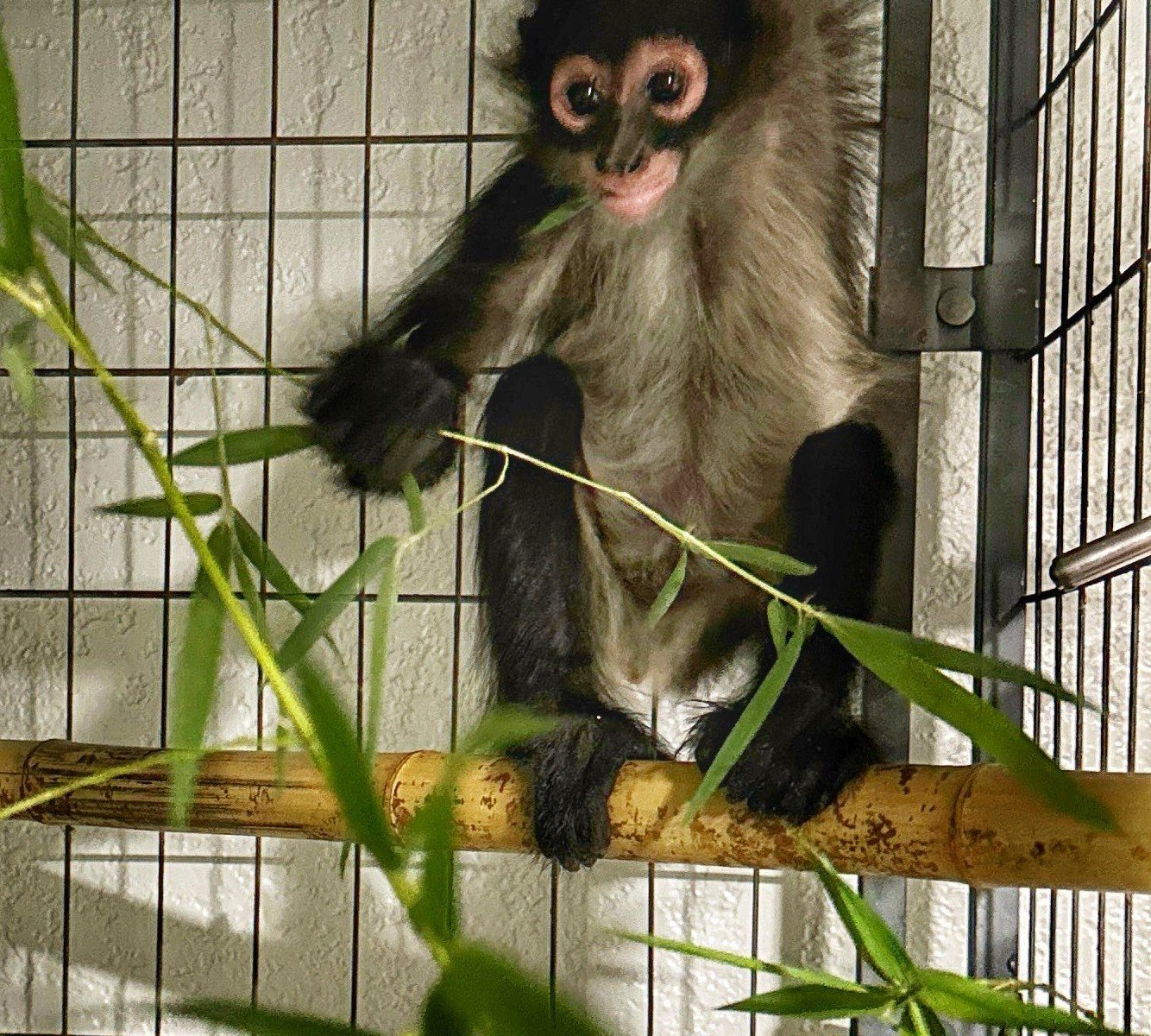A young spider monkey with pale eye rings sits on a bamboo perch holding a leafy branch, its tail curled above it.
