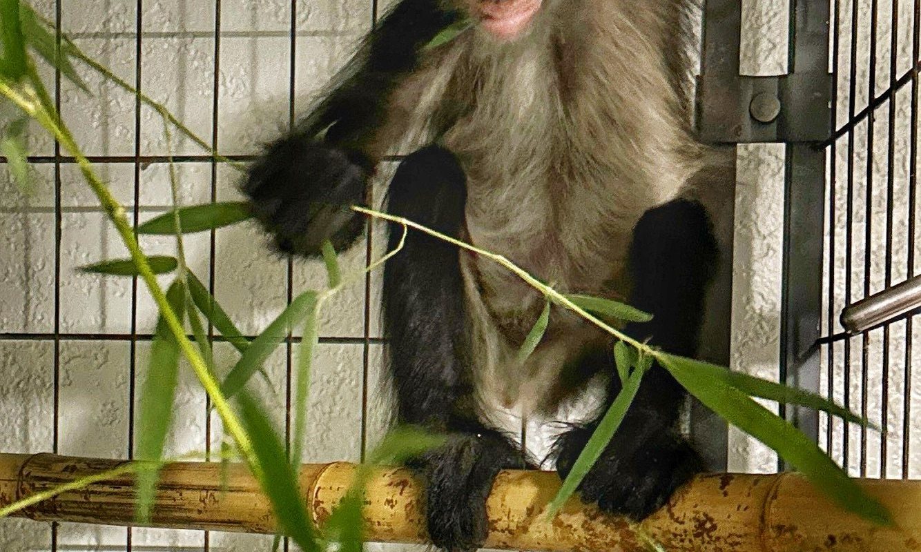 A young spider monkey with pale eye rings sits on a bamboo perch holding a leafy branch, its tail curled above it.