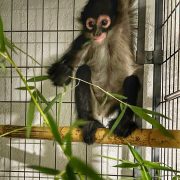 A young spider monkey with pale eye rings sits on a bamboo perch holding a leafy branch, its tail curled above it.