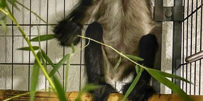 A young spider monkey with pale eye rings sits on a bamboo perch holding a leafy branch, its tail curled above it.