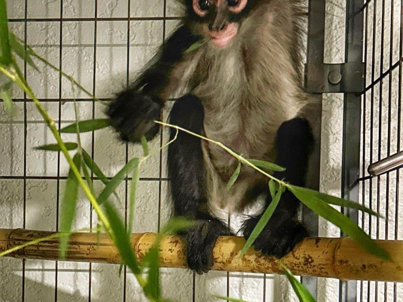 A young spider monkey with pale eye rings sits on a bamboo perch holding a leafy branch, its tail curled above it.