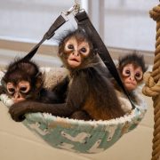 Three infant spider monkeys sit together in a small hanging fabric hammock, looking toward the camera.