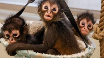 Three infant spider monkeys sit together in a small hanging fabric hammock, looking toward the camera.