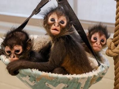Three infant spider monkeys sit together in a small hanging fabric hammock, looking toward the camera.