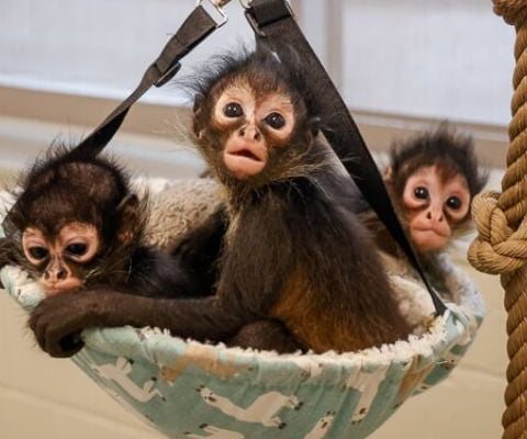 Three infant spider monkeys sit together in a small hanging fabric hammock, looking toward the camera.