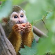 A common squirrel monkey with a pale face and dark cap sits on a branch holding a piece of fruit.