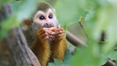 A common squirrel monkey with a pale face and dark cap sits on a branch holding a piece of fruit.