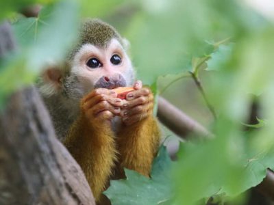 A common squirrel monkey with a pale face and dark cap sits on a branch holding a piece of fruit.