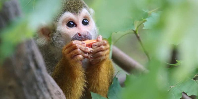 A common squirrel monkey with a pale face and dark cap sits on a branch holding a piece of fruit.