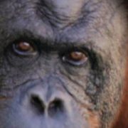 A close view of an adult Sumatran orangutan face beside a young orangutan with bright orange hair.