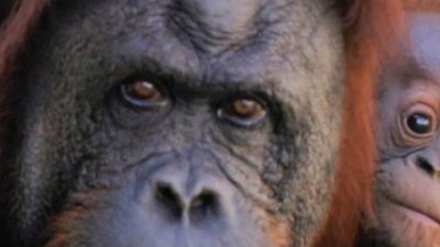 A close view of an adult Sumatran orangutan face beside a young orangutan with bright orange hair.