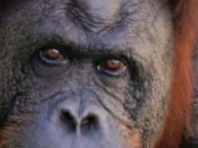 A close view of an adult Sumatran orangutan face beside a young orangutan with bright orange hair.