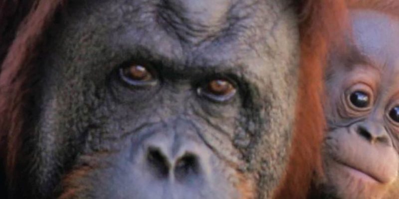 A close view of an adult Sumatran orangutan face beside a young orangutan with bright orange hair.