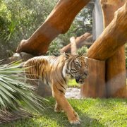 A tiger walks across grass past large angled logs and palm fronds in the Tiger Forest habitat.