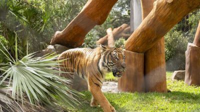 A tiger walks across grass past large angled logs and palm fronds in the Tiger Forest habitat.