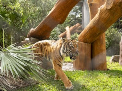 A tiger walks across grass past large angled logs and palm fronds in the Tiger Forest habitat.