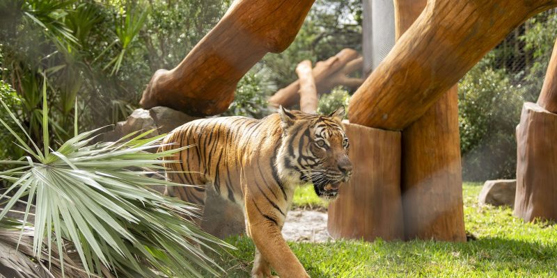 A tiger walks across grass past large angled logs and palm fronds in the Tiger Forest habitat.