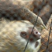 A Hoffmann's two-toed sloth hangs upside down from a branch, its pale face turned toward the camera.