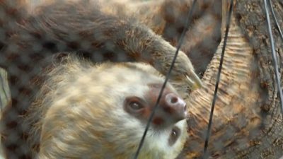 A Hoffmann's two-toed sloth hangs upside down from a branch, its pale face turned toward the camera.