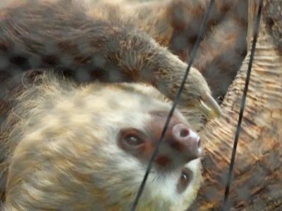 A Hoffmann's two-toed sloth hangs upside down from a branch, its pale face turned toward the camera.