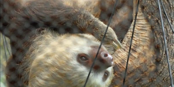 A Hoffmann's two-toed sloth hangs upside down from a branch, its pale face turned toward the camera.