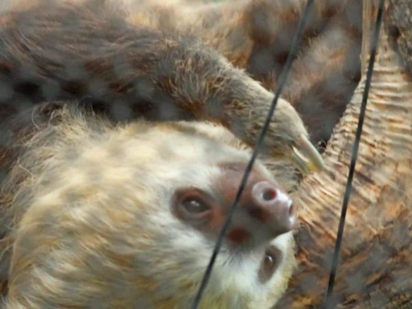 A Hoffmann's two-toed sloth hangs upside down from a branch, its pale face turned toward the camera.