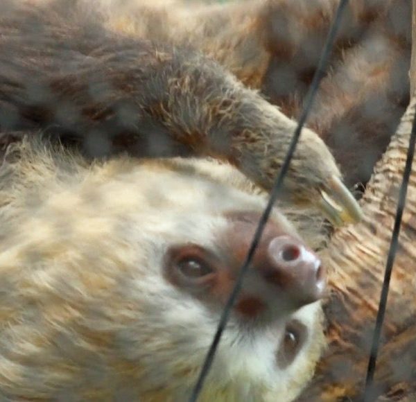 A Hoffmann's two-toed sloth hangs upside down from a branch, its pale face turned toward the camera.