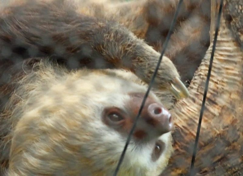 A Hoffmann's two-toed sloth hangs upside down from a branch, its pale face turned toward the camera.