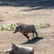 Ua, a young common warthog with bristly grey-brown hair and a raised tail, trots across a dusty yard past scattered browse.