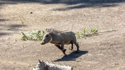 Ua, a young common warthog with bristly grey-brown hair and a raised tail, trots across a dusty yard past scattered browse.