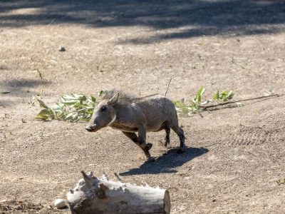 Ua, a young common warthog with bristly grey-brown hair and a raised tail, trots across a dusty yard past scattered browse.