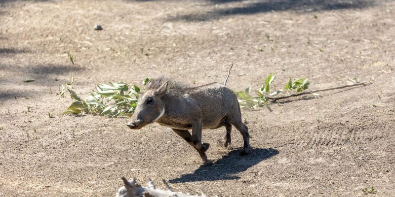 Ua, a young common warthog with bristly grey-brown hair and a raised tail, trots across a dusty yard past scattered browse.