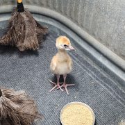 A downy West African crowned crane chick stands on a mat inside a round tub beside two feather dusters and a dish of feed.