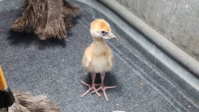 A downy West African crowned crane chick stands on a mat inside a round tub beside two feather dusters and a dish of feed.