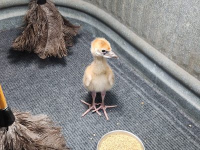 A downy West African crowned crane chick stands on a mat inside a round tub beside two feather dusters and a dish of feed.