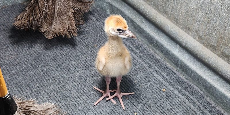 A downy West African crowned crane chick stands on a mat inside a round tub beside two feather dusters and a dish of feed.