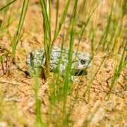 A western toad sits among grass and sand at its release site in southern Utah.