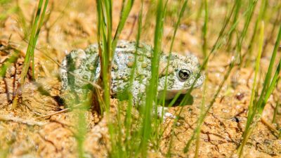 A western toad sits among grass and sand at its release site in southern Utah.