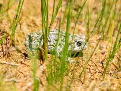 A western toad sits among grass and sand at its release site in southern Utah.