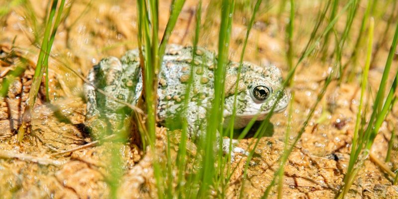 A western toad sits among grass and sand at its release site in southern Utah.