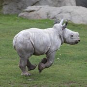 A southern white rhino calf lies on straw bedding beside the legs of an adult rhino.