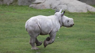 A southern white rhino calf lies on straw bedding beside the legs of an adult rhino.