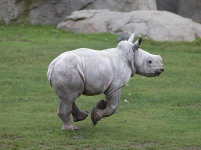 A southern white rhino calf lies on straw bedding beside the legs of an adult rhino.